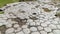 Basalt rock formations called church floor in Kirkjubaejarklaustur Kirkjugolf, southern Iceland