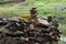 Basalt stone Rock Piles stacked on backyard for keeps