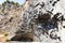 basalt walls of Garni gorge in Armenia