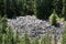 Basaltic columns shredded in the forest at Detunata