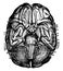 Base of Brain and Cerebellum, vintage illustration