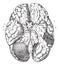 Base of the brain, vintage engraving