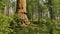 Base of Giant Sequoia Tree, California, Still