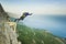 Base-jumper jumps from the cliff