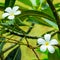 Base light magic background pair of white flowers Thailand plumeria symmetrical close-up tropical plant