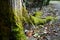 Base of old tree with gnarly roots covered in soft moss