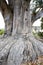 Base Roots Giant Sequoia Tree . Nelson , New Zealand