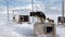 Base of sled dog team malamute husky Eskimo on North Pole in Arctic.