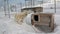 Base of sled dog team malamute husky Eskimo on North Pole in Arctic.