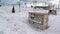 Base of sled dog team malamute husky Eskimo on North Pole in Arctic.