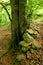 Base of a tree in an English Woodland