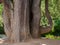 Base and trunk of old Cedar tree in northern Portugal