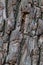 Base wooden vertical gray brown bark background design forest natural weathered surface