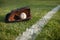 Baseball mitt and ball on field with white line