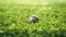 A baseball rests peacefully in the lush green grass