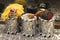 Basel carnival 2016 three silver drums and two masks