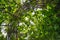 Basella alba malabar spinach growing