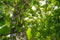 Basella alba malabar spinach growing