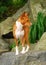 Basenji