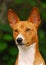 The Basenji