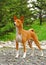 The Basenji