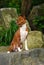 The Basenji