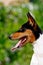 The Basenji