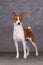 Basenji