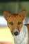 Basenji