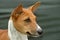 Basenji