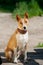 Basenji