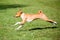 Basenji