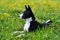 Basenji black dog on the grass