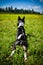 Basenji black dog shepherd. The dog lies on the field in a funny pose and looks after the horses