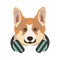 Basenji breed dog portrait with headphones on neck