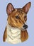 Basenji colorful vector hand drawing portrait
