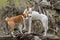 Basenji with cross-breed dog standing on a root of fallen tree