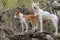 Basenji with cross-breed of hunting and northern dogs standing on a root of fallen tree