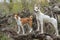 Basenji with cross-breed of hunting and northern dogs standing on a root of fallen tree