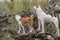 Basenji with cross-breed of hunting and northern dogs standing on a root of fallen tree