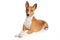 Basenji dog