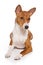 Basenji dog