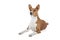 Basenji dog or African Nela