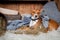 Basenji-dog in barn