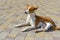 Basenji dog with broken bandaged hind feet lying on a pavement and relaxing