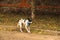 Basenji dog buries sand, dances, cleans up after itself, autumn leaves