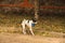 Basenji dog buries sand, dances, cleans up after itself, autumn leaves