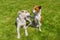 Basenji dog calming its younger friend mixed breed dog playing on a fresh lawn