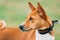 Basenji Dog Close Up Portrait. Basenji Kongo Terrier Dog. The Basenji Is A Breed Of Hunting Dog