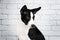 basenji dog cute puppy portrait on white background